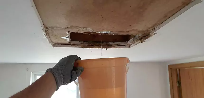 Ceiling Mold Repair Sargent